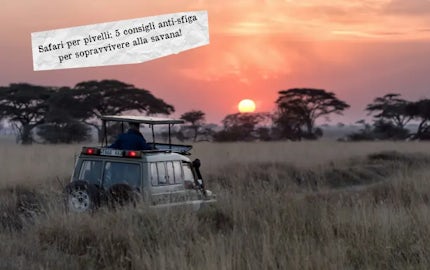 safari pivelli